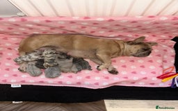 French Bulldog dogs for sale: Multicoloured Frenchies ⭐️ - Image 1