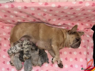 French Bulldog dogs for sale - Advert 1