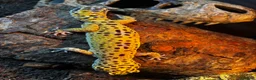 Leopard Gecko reptiles for sale: Leopard Gecko with Complete Vivarium & Accessories - Advert 8