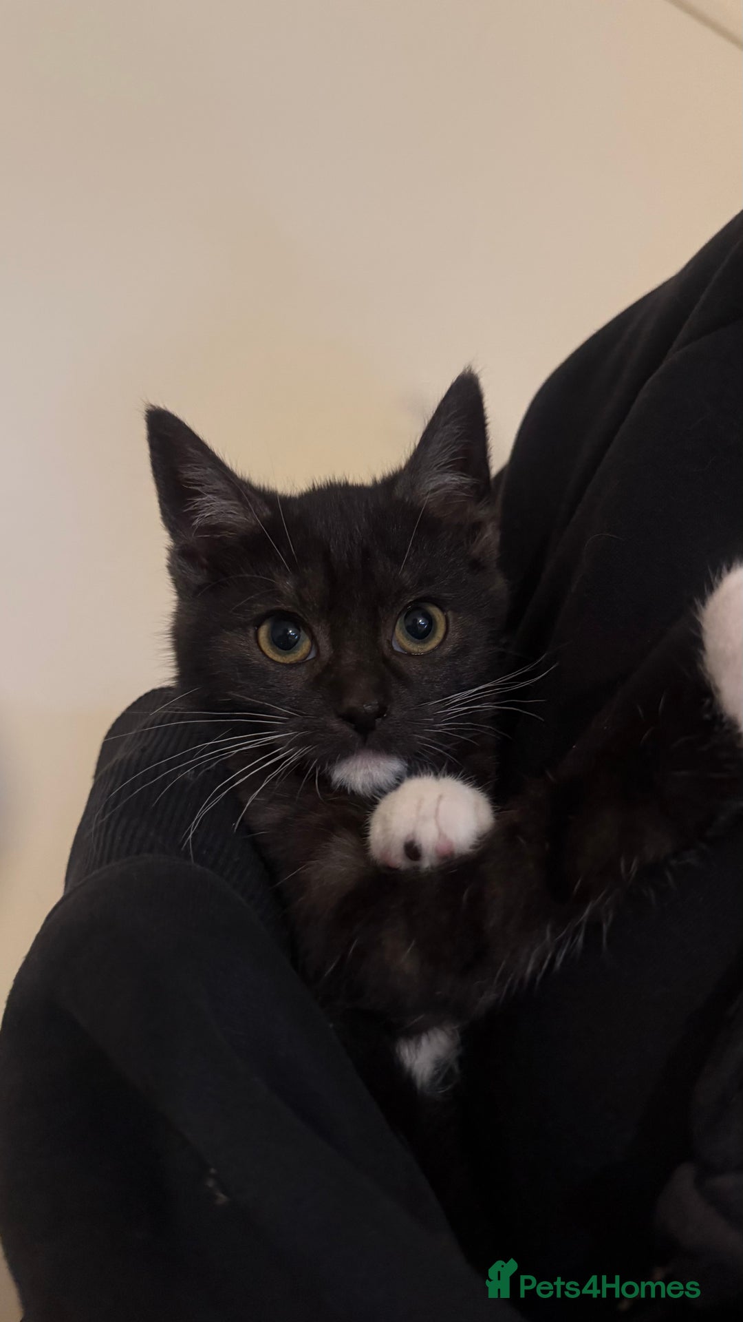 Domestic Shorthair cats for sale: Lovely kitten ready for forever home  - Advert 11