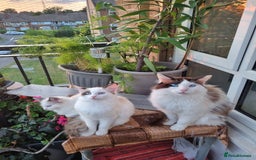 Ragdoll cats for sale: Ragdoll kittens  - Image 9