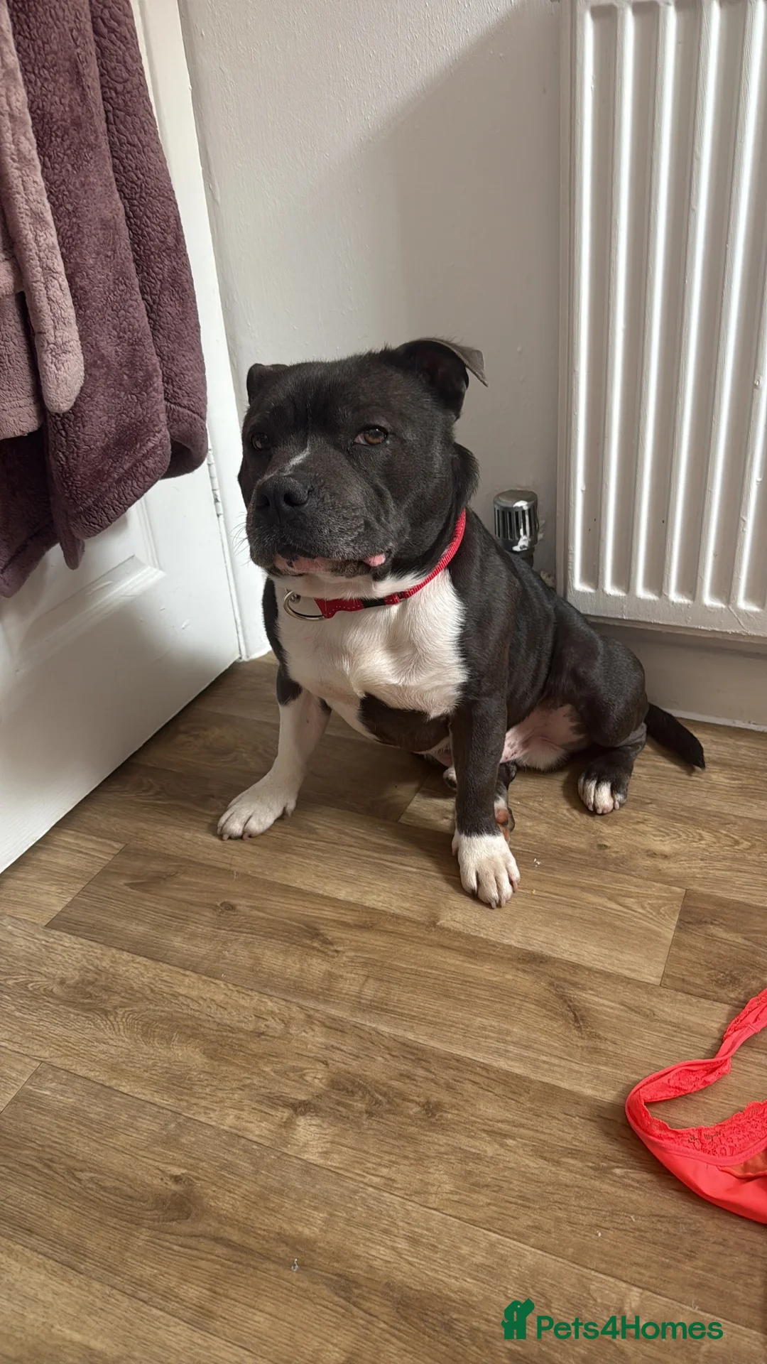 Staffordshire Bull Terrier dogs for sale: Blue staffy male needs a new home  in Wellingborough - Advert 7