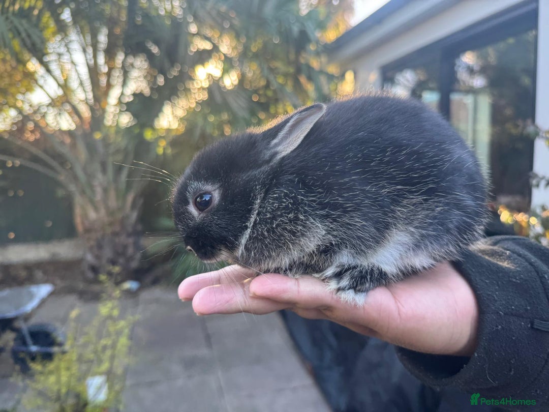 Mixed Breed rabbits for sale: 2 Netherland Dwarf Rabbits - Advert 2