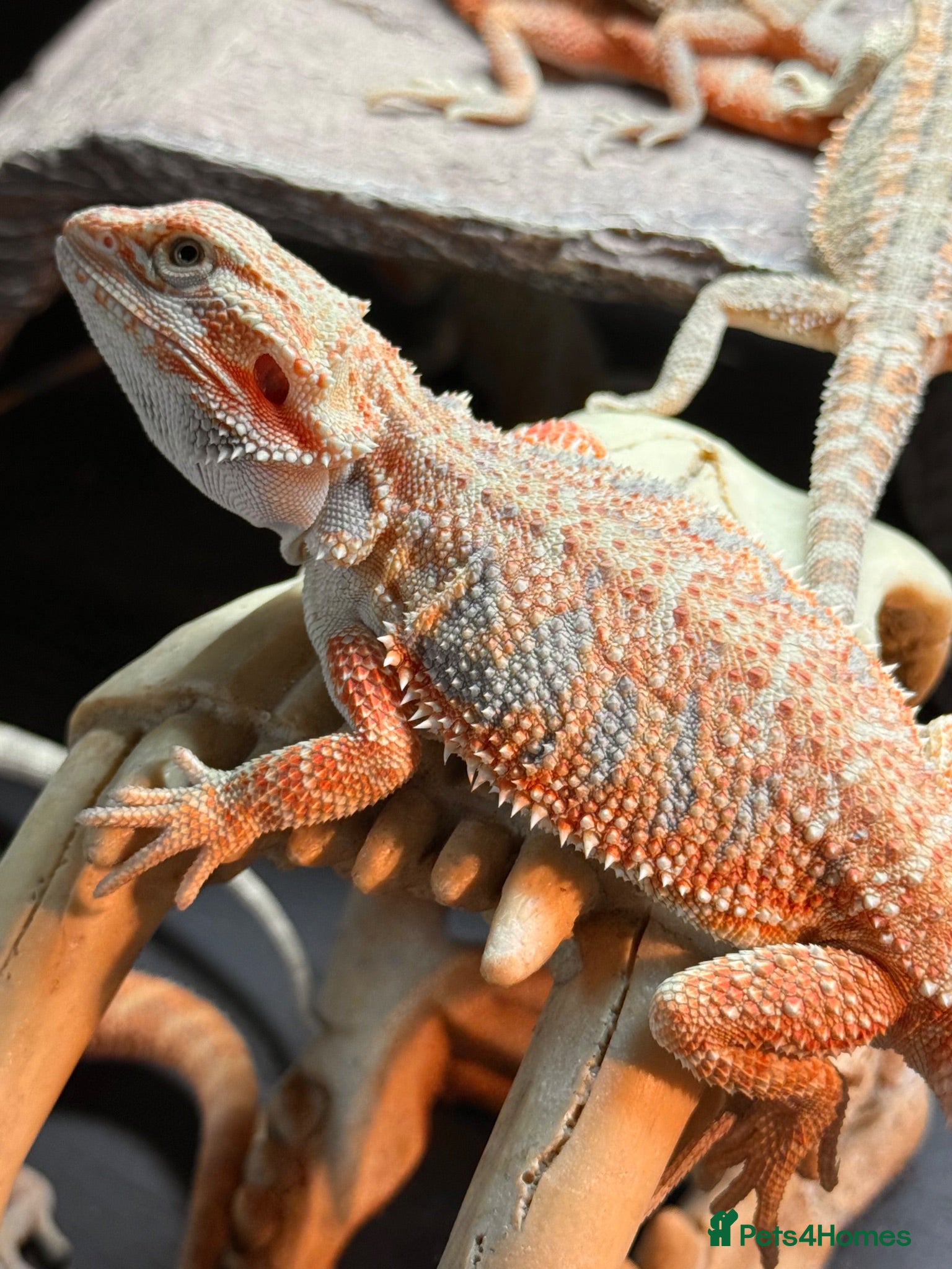 Bearded Dragon reptiles Baby bearded dragons hypos mixed  - Advert 22