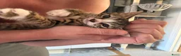 Bengal cats for sale: 4 x Beautiful Male Bengal Cross - Advert 20