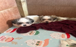 Shih Tzu dogs for sale: Shin zhu - Image 1