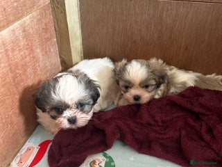 Shih Tzu dogs - Advert 2