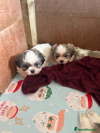 Shih Tzu dogs - Advert 12