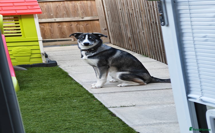 Mixed Breed dogs - Advert 4
