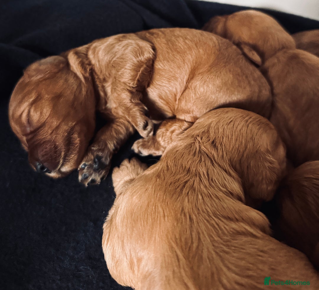 Cockapoo dogs for sale: Toy Cockapoo Puppies, Family Raised, Sweet Natured - Image 14
