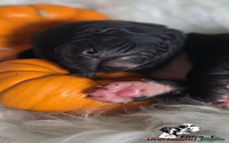 Great Dane dogs for sale: Fabolous Great danes  - Advert 5