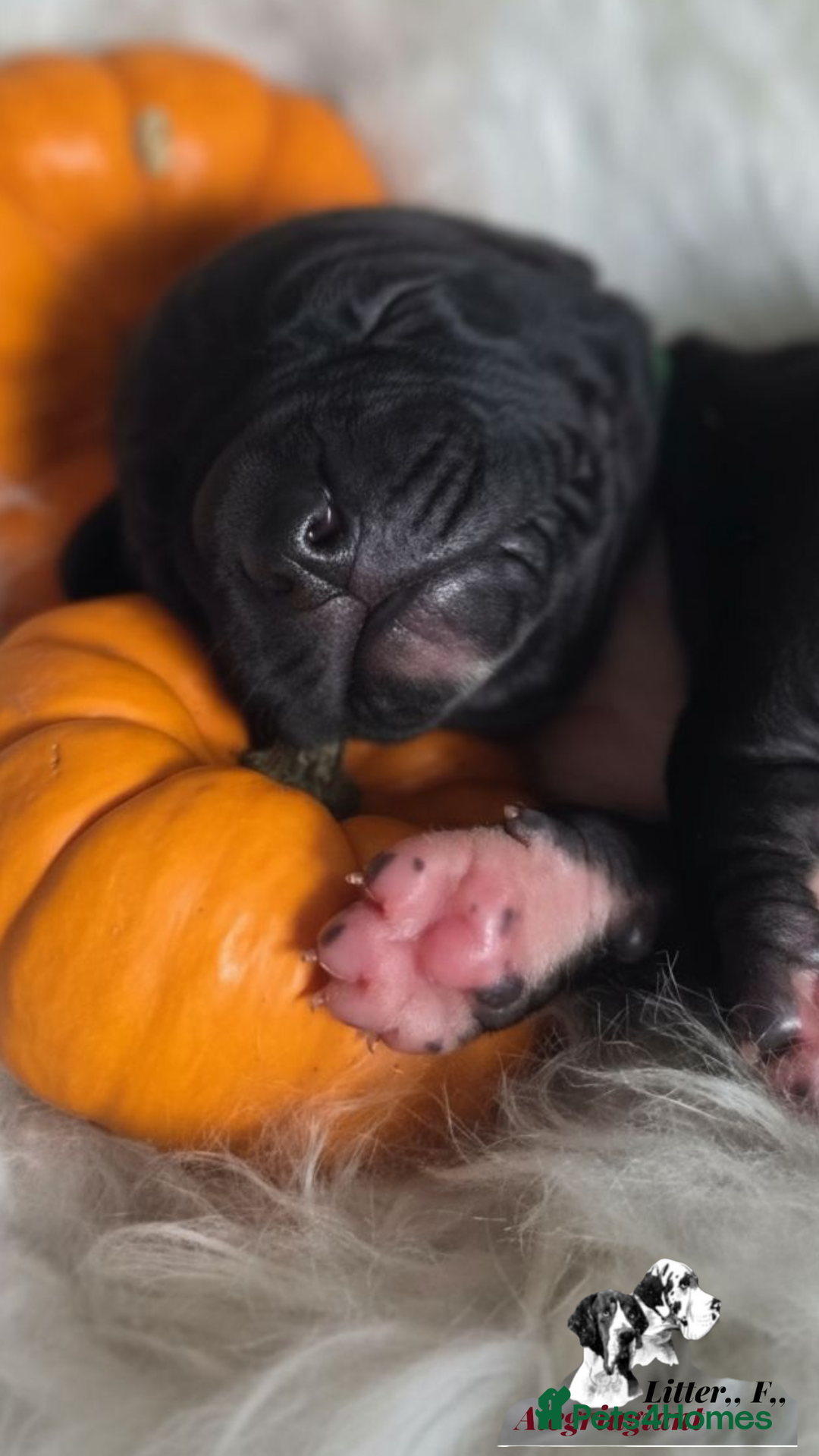 Great Dane dogs for sale: Fabolous Great danes  - Advert 5