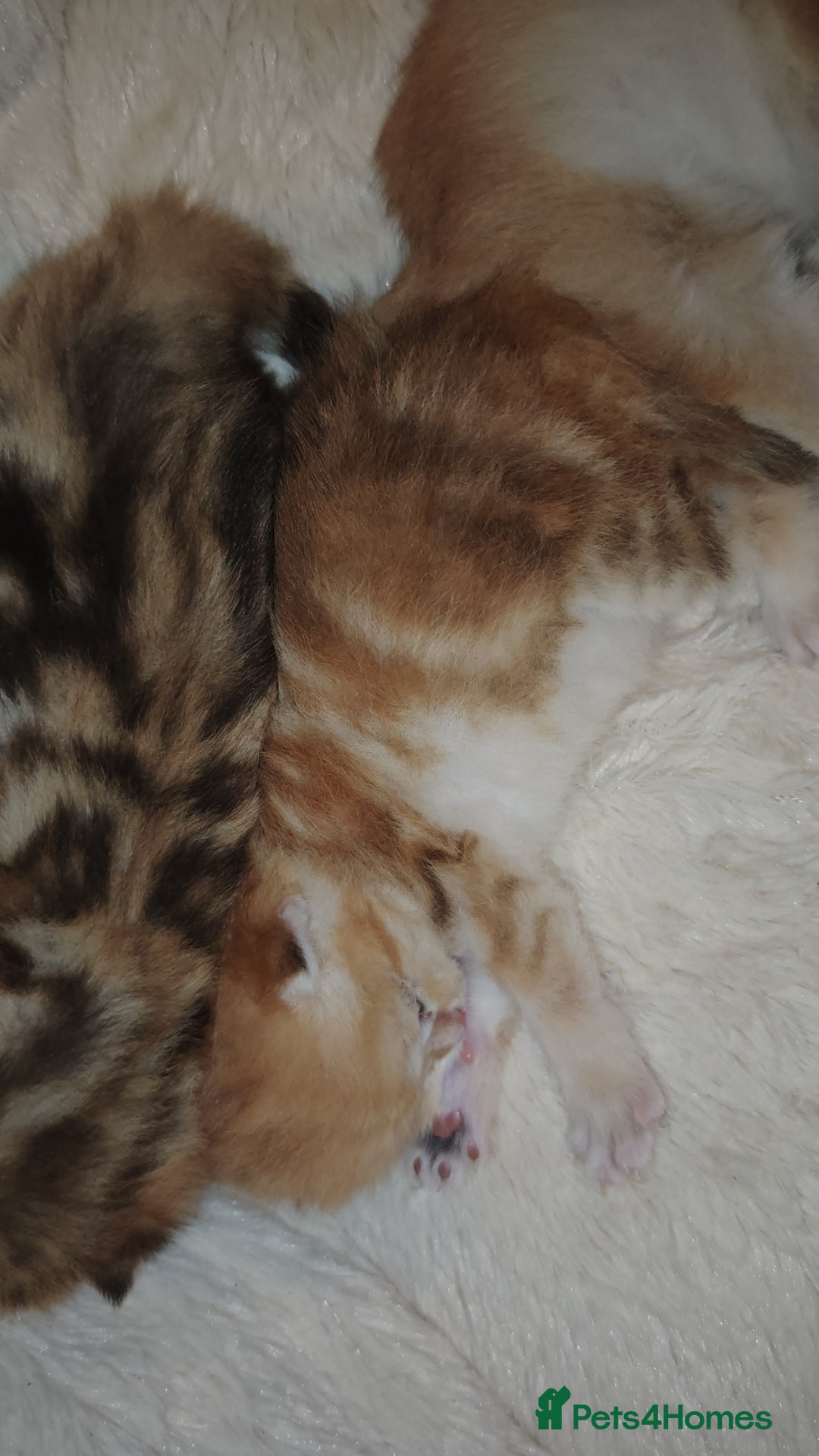 British Shorthair cats for sale: Stunning pedigree BSH Golden black Chinchilla  - Advert 13