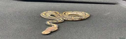 Python Snake reptiles for sale: Royals python Hatchlings  in Llanwrtyd Wells - Advert 5