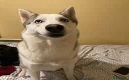 Siberian Husky dogs for sale: Siberian Husky - Male - 5 years old. - Image 5