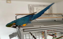 Macaws birds for sale: Blue and gold macaw 5 years old  - Image 10