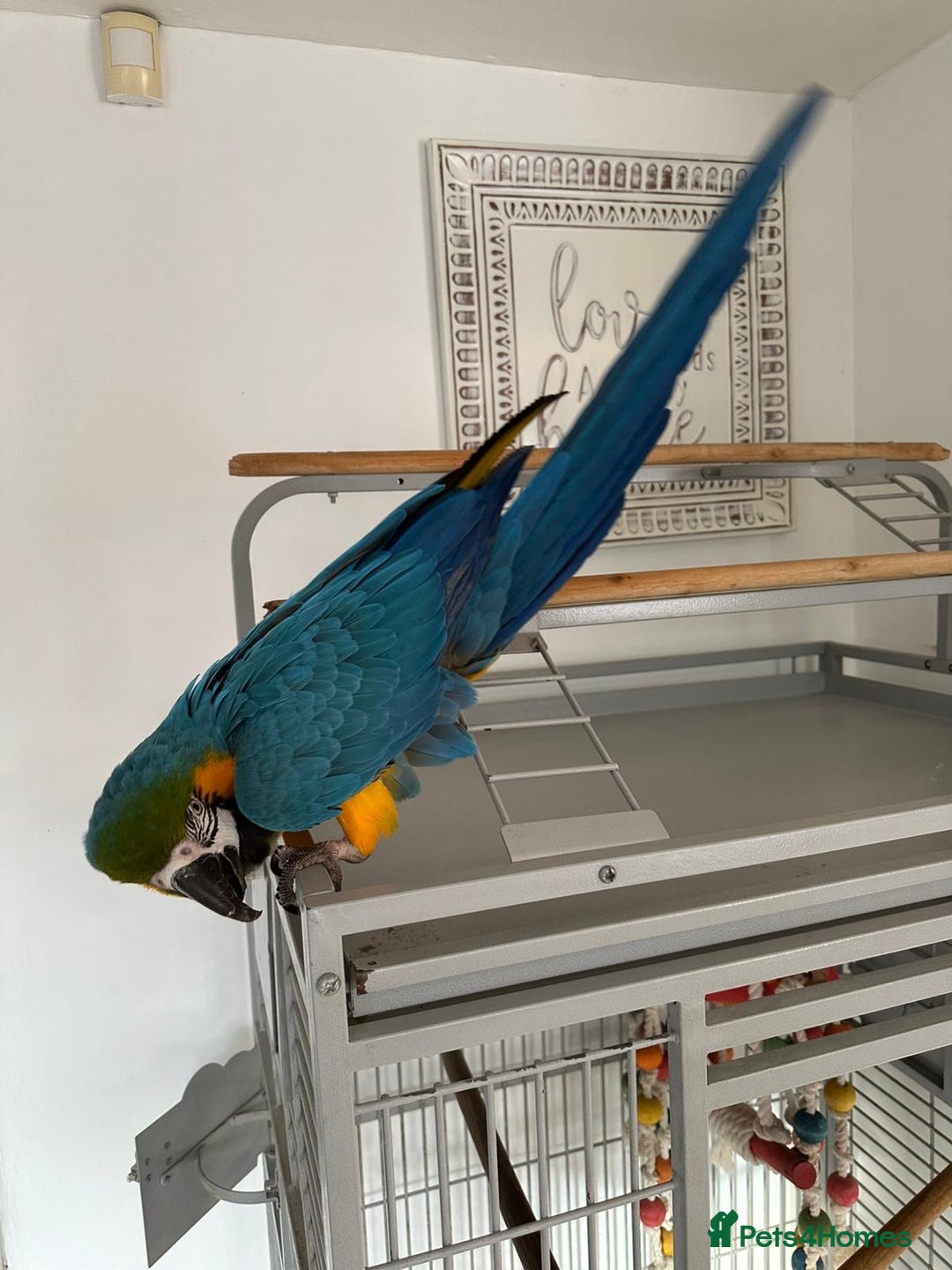 Macaws birds for sale: Blue and gold macaw 5 years old  - Image 10