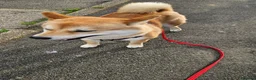 Japanese Shiba Inu dogs for sale: Japenese Shiba Inu in Broadstairs - Advert 3