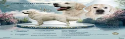 Golden Retriever dogs for stud: FANTASY FLY APRIL JOKE AT TRIARDER  in Doncaster - Advert 1