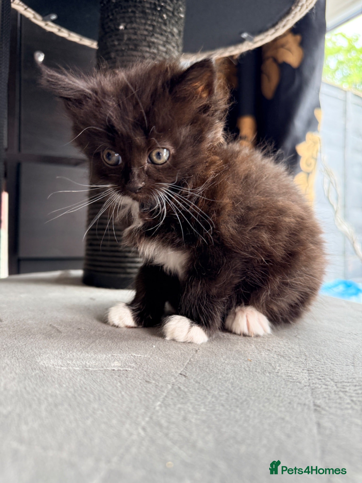 Mixed Breed cats Mixed Persian kitten  - Advert 7