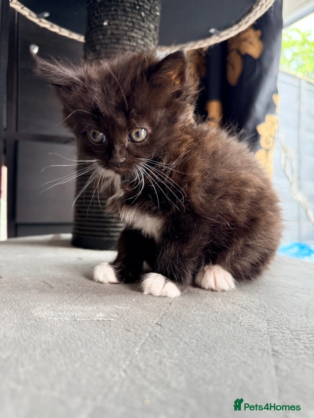 Mixed Breed cats for sale: Mixed Persian kitten  in Sutton - Advert 1