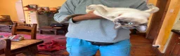 Tonkinese cats for sale: Exquisite Tonkdolls - Advert 7