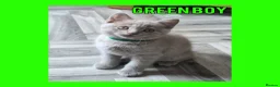British Shorthair cats for sale: Stunning Lilac British Shorthair Kittens For Sale - Advert 31