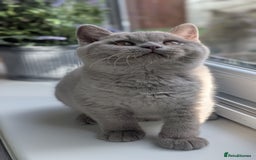 British Shorthair cats for sale: Gccf reg .Lilac British Shorthair  - Image 7