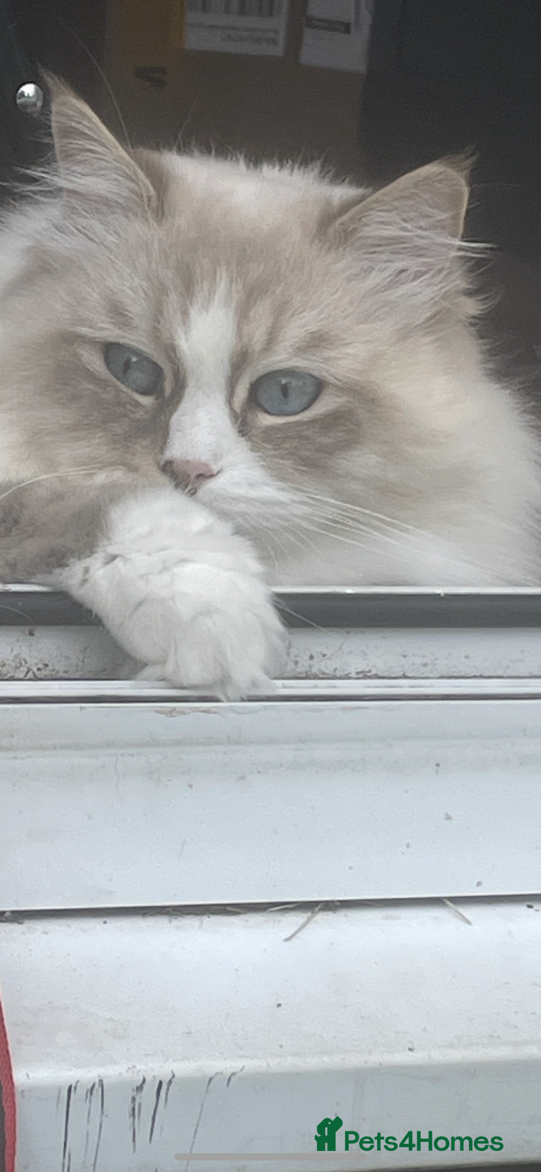 Siberian cats for sale: “Cat share” 3 GCCF Neva Masquerade Siberian cats  - Advert 11