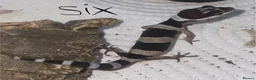 Leopard Gecko reptiles for sale: Hatchling Leopard Geckos - Advert 6