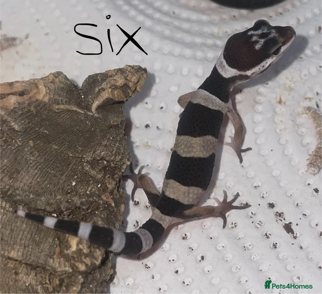 Leopard Gecko reptiles for sale: Hatchling Leopard Geckos - Advert 6