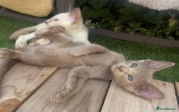 Siamese cats for sale: Siamese/oriental  - Image 9