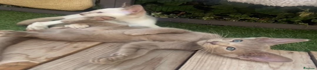 Siamese Kitten 2