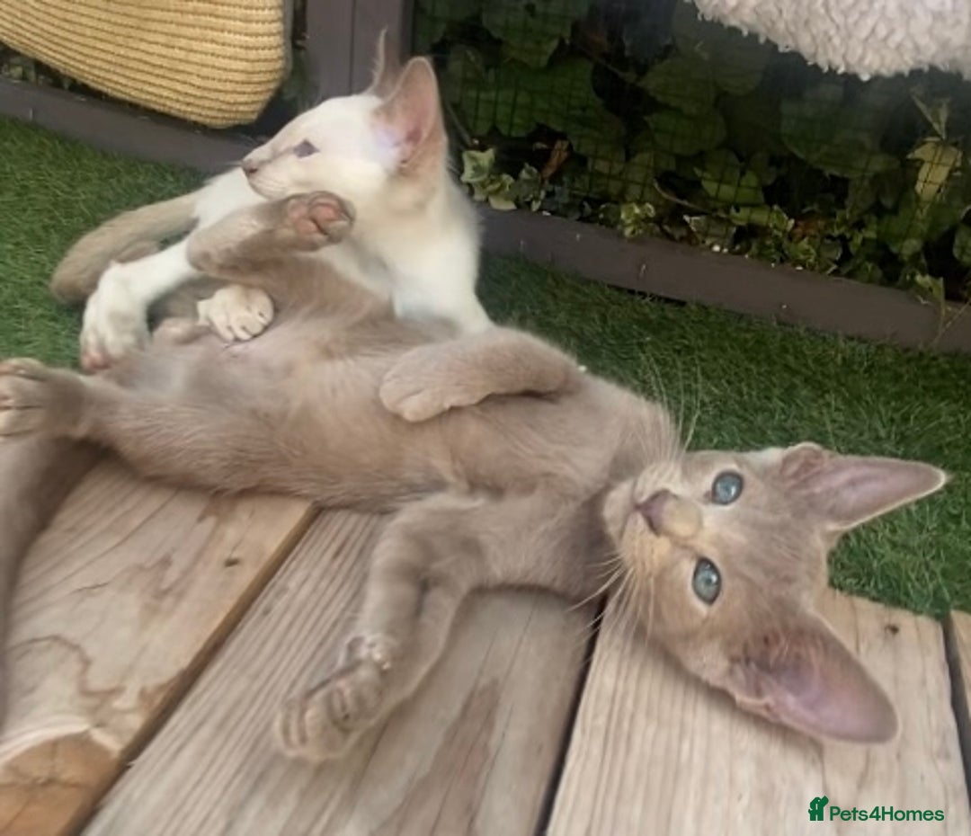 Siamese cats for sale: Siamese/oriental  - Image 9