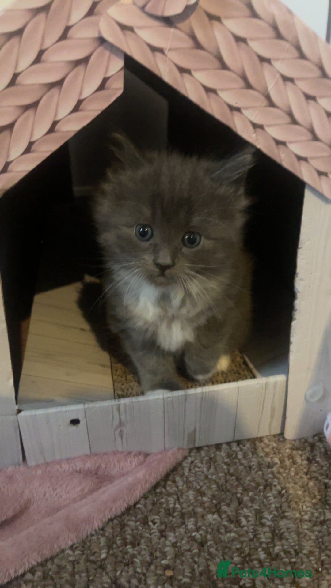 Ragdoll cats for sale: 4 maincoon x ragdoll kittens - Advert 33