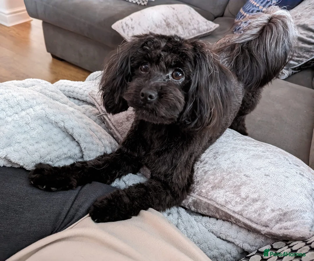 Lhasapoo dogs for sale: Lhasapoo pups (doodles) F1b  - Advert 32