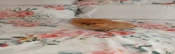 Pomeranian dogs for sale: Full breed pomeranian male puppy for sale - Advert 3