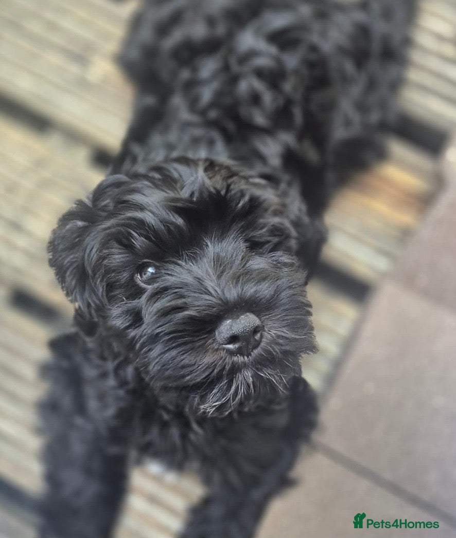 Mixed Breed dogs  One handsome boy ready for new home - Advert 2