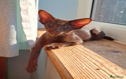 Oriental cats for sale: Merrytail - Image 2