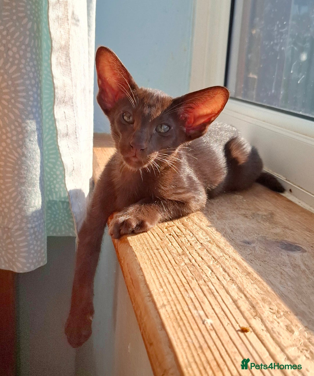 Oriental cats for sale: Merrytail - Image 2