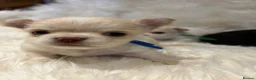 Chihuahua dogs for sale: 🐾 TINY KC registered Chihuahua puppies 🐾 - Advert 16