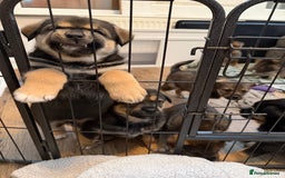 Mixed Breed dogs for sale: HuskyGerman/Rotweiler mixed breed puppies for sale - Advert 4