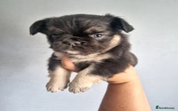 French Bulldog dogs for sale: Fluffy french bulldog puppies - Image 10