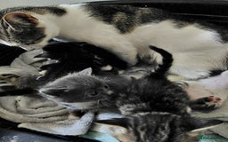 Mixed Breed cats for sale: Beautiful kittens - Image 2