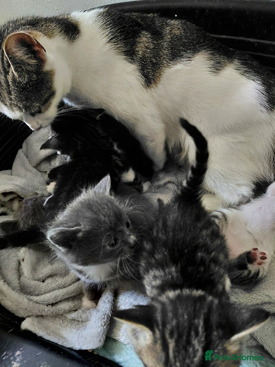 Mixed Breed cats for sale: Beautiful kittens - Image 2