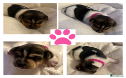 Jack Russell dogs for sale: Miniature Short-Legged Traditional Jack Russells - Image 6