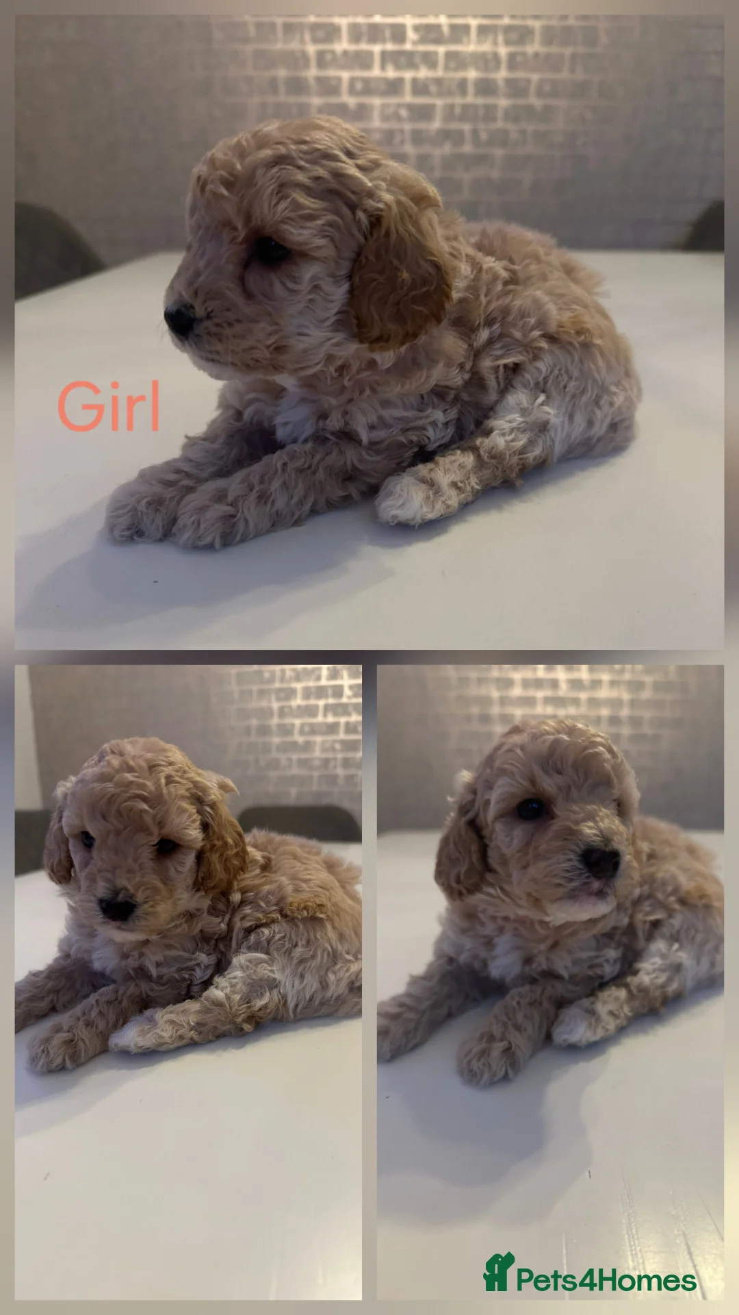Toy Poodle dogs for sale: Beautiful Toy Poodles - 3 Boys and 2 Girls - Advert 7