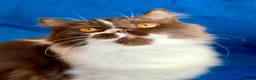 British Longhair cats for sale: Champion line Chocolate/white boy - Advert 12