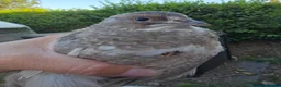 Quail poultry for sale: Group of Male Quail  in Nottingham - Advert 3