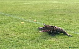 Mixed Breed dogs for sale: Female Pocket Bully for loving home - Image 2